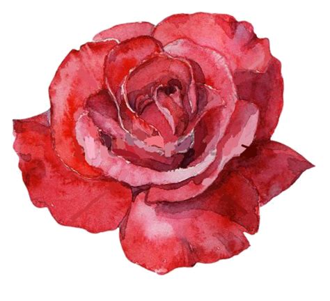 Image - Red rose watercolor.png | Animal Jam Clans Wiki | FANDOM png image