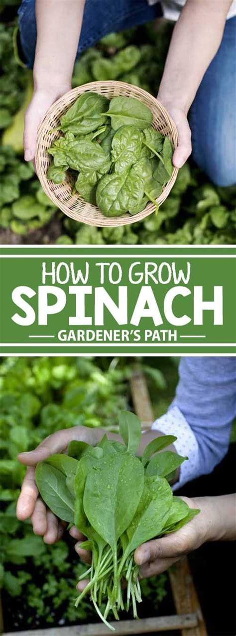 How To Grow Spinach Spinach Spring Summer And Met