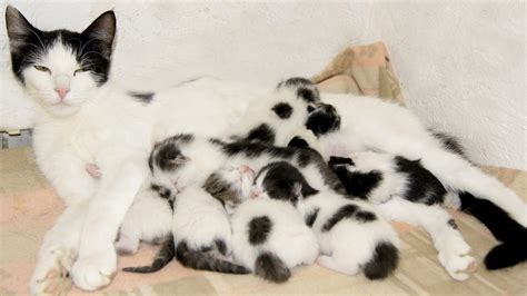 Many Cute Newborn Kittens Youtube