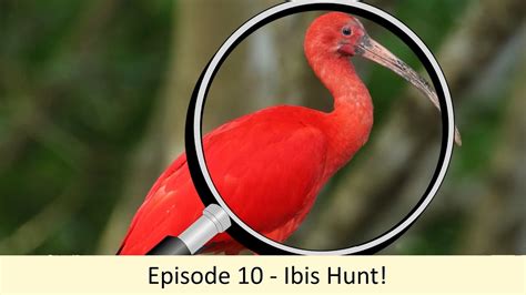 Character Alphabet Elimination Season I Episode 10 Ibis Hunt