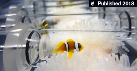 Clown Fish Need More Energy To Live In A Bleached Home The New York Times