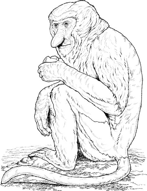 A monkey with a banana. Monkey Coloring Pages