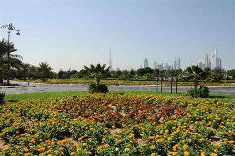 Dubai Municipality Plants More Than 170000 Trees In 2021
