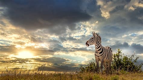 achtergronden zebra s stormwolk natuur hemelgewelf gras een dier