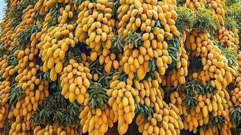 Fact Check Is The Picture Of The Mango Tree Real Viral Social Media Post Debunked