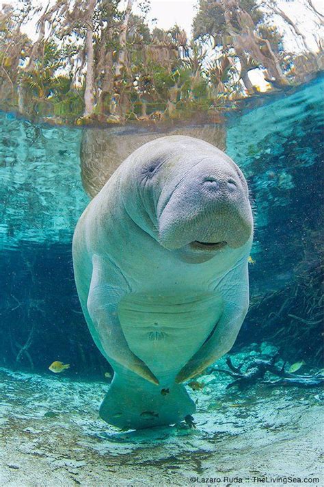 Florida Manatee Fine Art Underwater Photograph Print Underwater Animals
