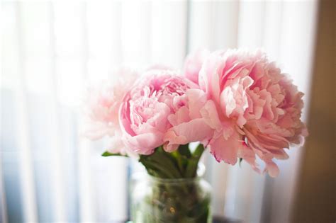 Maybe you would like to learn more about one of these? Peony Flowers HD Wallpapers Free Download