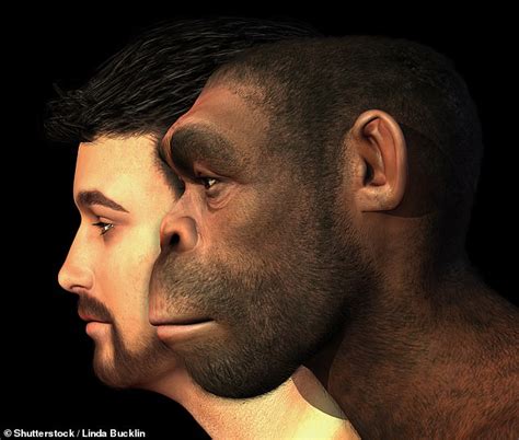 Homo Erectus Existed 200000 Years Before Previously Thought Irideat