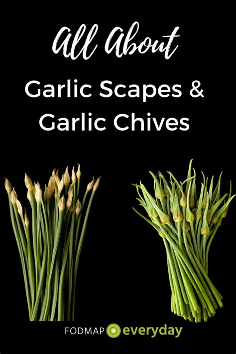 All About Garlic Scapes And Garlic Chives Fodmap Everyday
