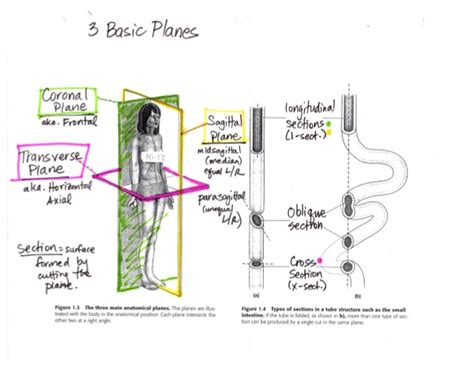 Body planes and sections