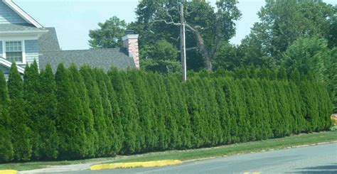Thuja Emerald The Ultimate Low Maintenance Hedge Emerald Green