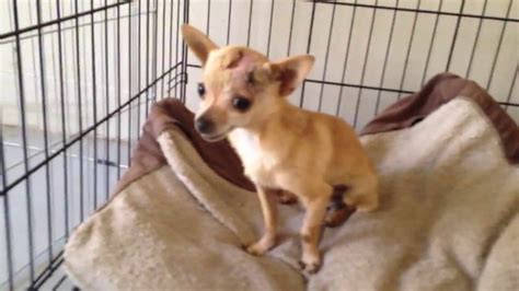 53 Chihuahua Puppy Rescue Near Me Image Bleumoonproductions