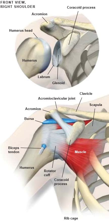Anatomy Of The Shoulder Central Coast Orthopedic Medical Group