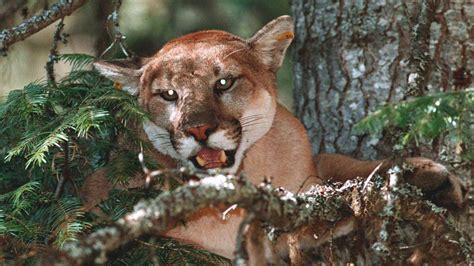 Boy Survives Cougar Attack While Camping On Vancouver Island The