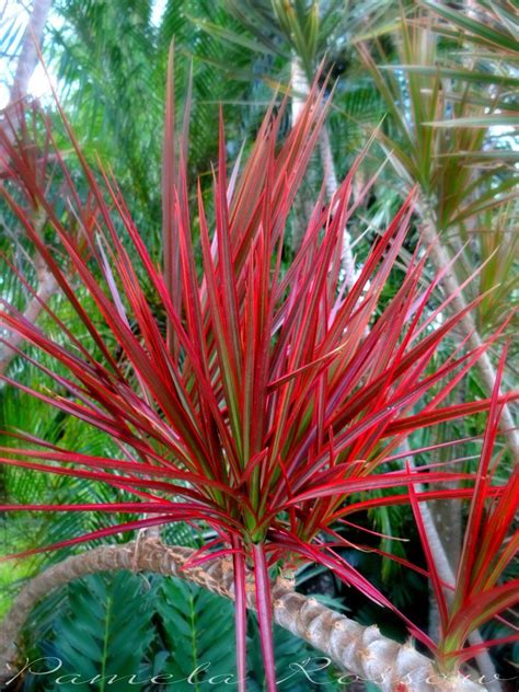 Red Plants That Grow In Florida Okejely Garden Plant