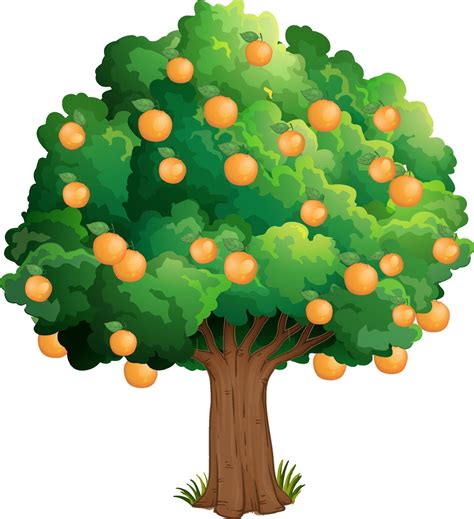 Orange Tree Isolated On White Background 2046802 Vector Art At Vecteezy