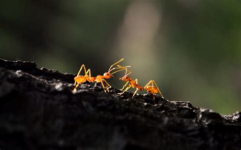 Ant Macro Hd Photography 4k Wallpapers Images