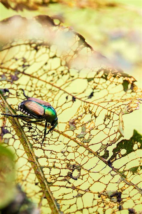 Identify And Control Japanese Beetles