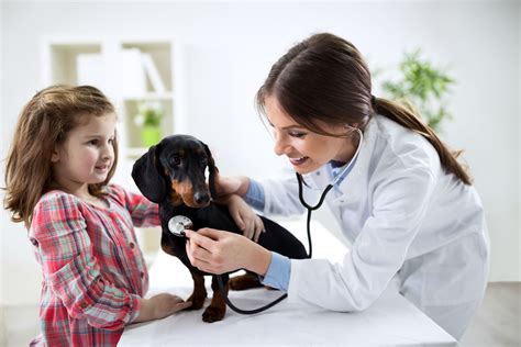 Veterinarians and vet nurses are experienced at holding nervous and frightened animals, but it may be worth it if you think he'll be more comfortable in your hands. veterinary clinic san diego north county | Your North County