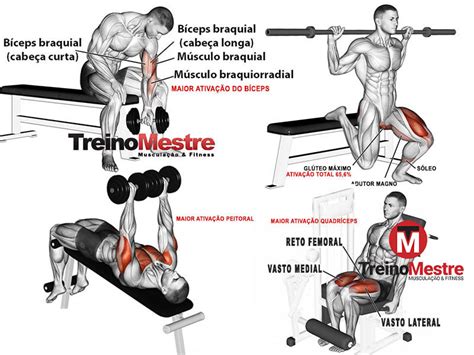 Melhores exercícios para cada grupo muscular segundo a ciência Treino Mestre
