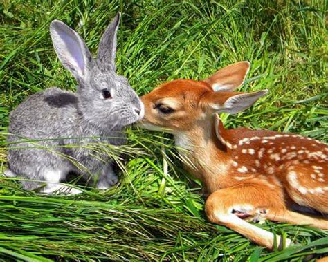 Real Life Bambi And Thumper 17 Unlikely Animal Friendships Mnn