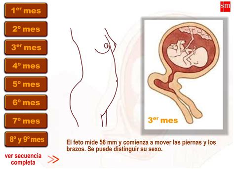 Embarazo Recurso Educativo 43273 Tiching