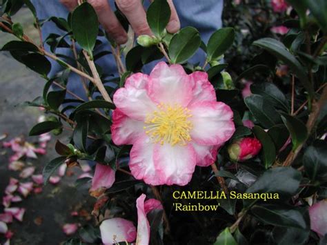 Sasanqua varieties are among the earliest flowering camellias, with first blooms appearing in october Camellia Sasanqua Pink Snow - The Home Interior Ideas