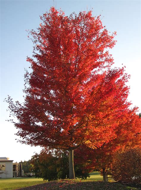 Maple Tree Types Leaves Luxevere