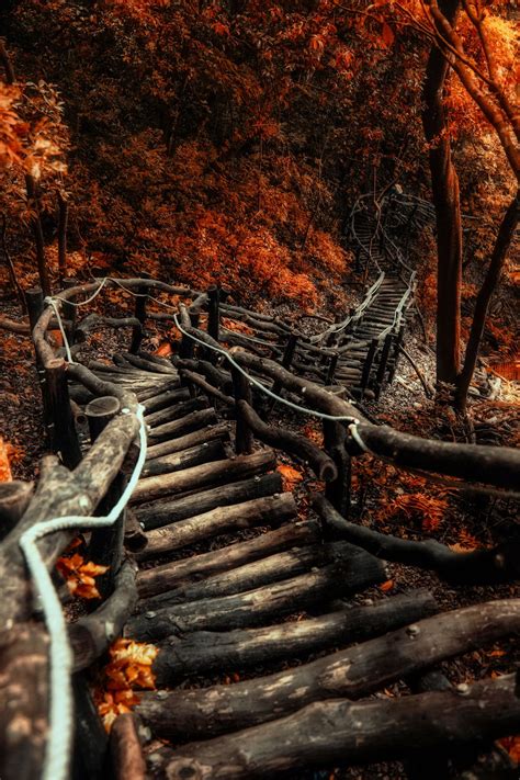 ~~the Serpentine Path Autumn Forest Taiwan By Hanson