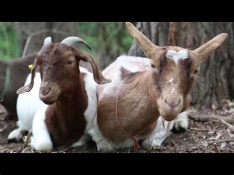 Poison Ivy Eating Goats Invade Prospect Park Youtube