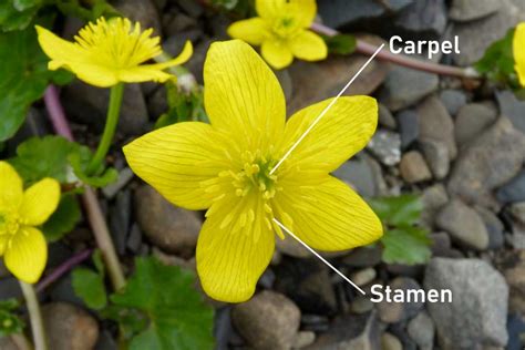 The main flower parts are the male part called the stamen and the female part called the pistil. The Parts Of A Flower With Diagram & Photos: Complete Botany Lesson