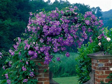 The genus is about 300 species these plants are relatively easy to care for. Top 5 Choices for Vines and Climbing Plants | Trellis ...