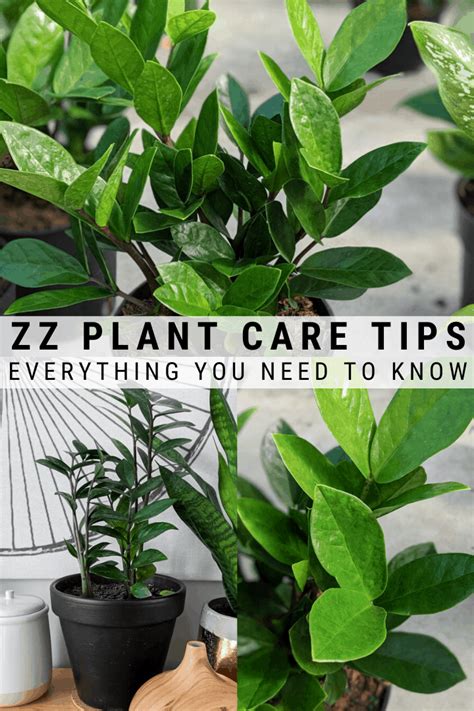 How To Care For The Zz Plant All About Caring For A Zz Plant Indoors