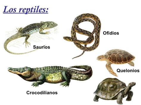 Animales Y Sus Clasificaciones Reptiles