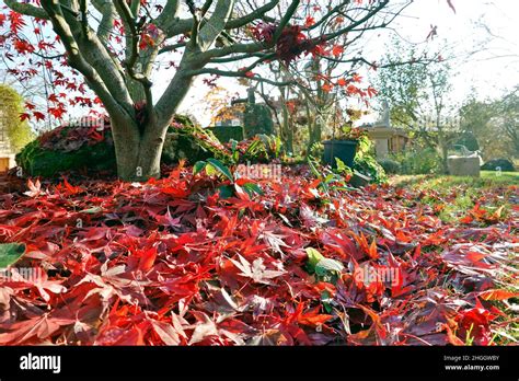 Japanese Maple Acer Japonicum Red Leaves In Autumn Stock Photo Alamy