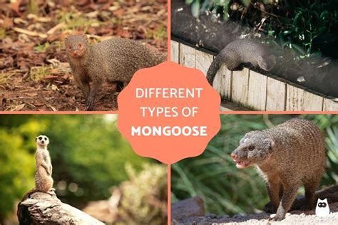 Types Of Mongoose Species Characteristics Habitat Diet And More