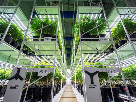 Cannabis Grow Vertical And Make The Most Of Your Space Mcmurray Stern