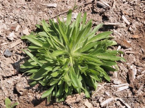 Range And Pasture Weed Of The Week Marestail Horseweed Farm And