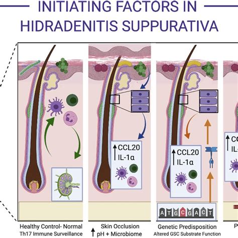 Initiating Factors In Hidradenitis Suppurativa Normal Control Skin