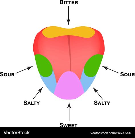 13 Anatomy Tongue Diagram Pics