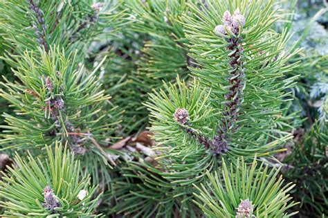 Ranting Pinus Muda Cabang Pinus Di Awal Musim Semi Cabang Dan Ranting