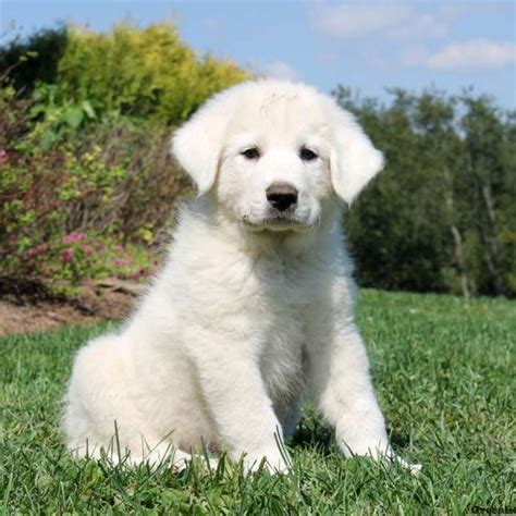White great pyrenees, pyrenean mountain dog, kuvasz, golden retriever dog, walton county animal control, humane society great pyrenees, 6 years old, and border collie. Puppies for Sale in PA