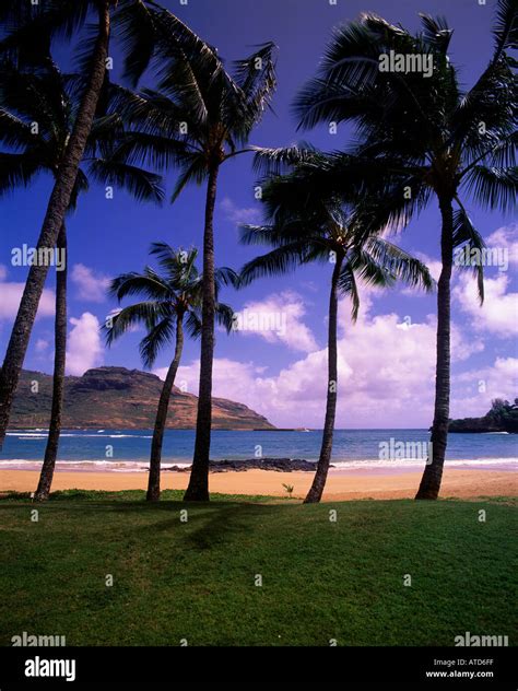 Palm Trees On Kalapaki Beach Kauai Hawaii Stock Photo Alamy