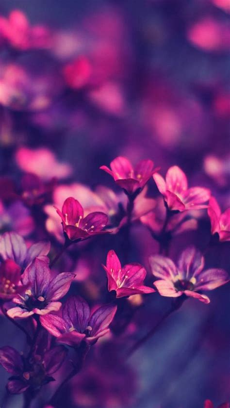 Purple Flowers Hd Ios7 Wallpaper For Iphone And Ipod