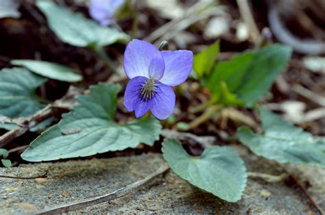 Common Blue Violet (Viola sororia)