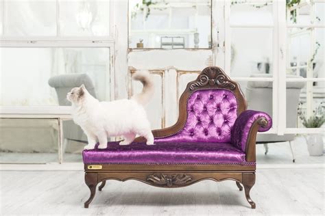 Classy sofas for cats / Boing Boing