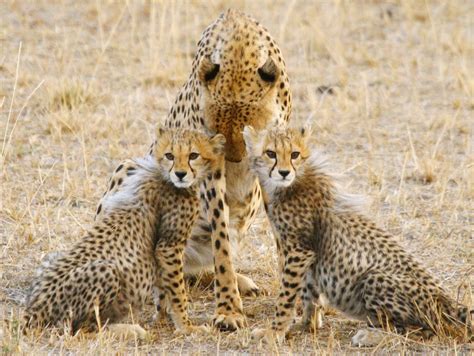 Wild African Animals List 4k African Wildlife And Cute Meerkats And