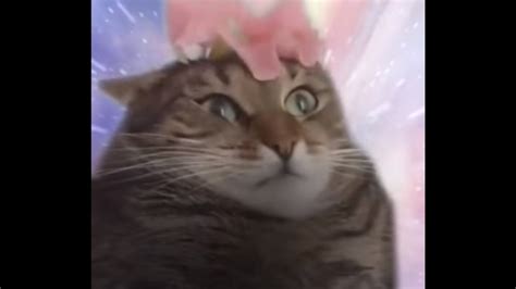 Cat Transcendence Dank Meme Youtube
