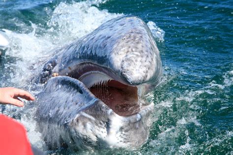 The baleen whales which live in the northern hemisphere can enjoy variable types of food even though they also find krill. Paleo-detectives energize great whale mystery: how & when baleen evolved | Smithsonian Insider