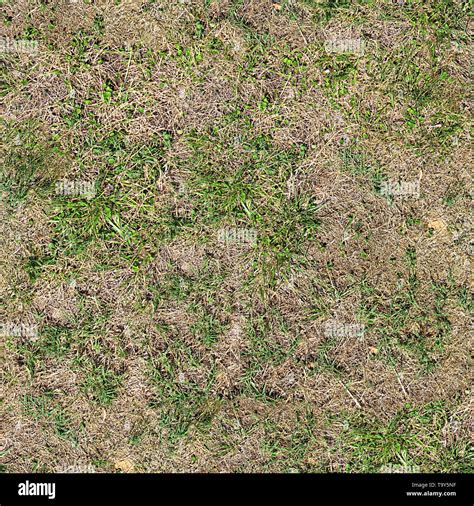 Grass Seamless Texture Tile Stock Photo Alamy